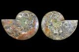Agatized Ammonite Fossil - Crystal Lined Chambers #139744-1